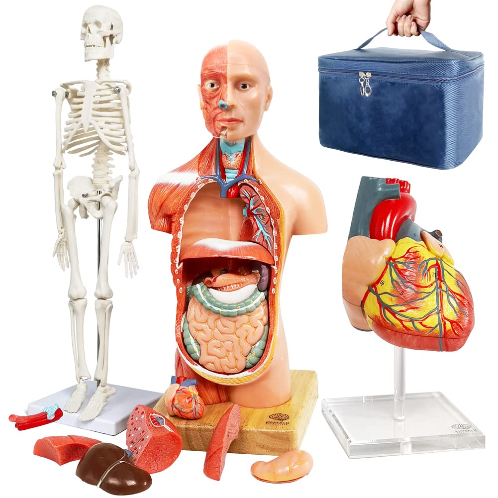 Medical Training Models