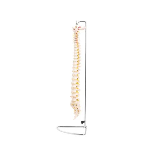 Life-Size Vertebral Column