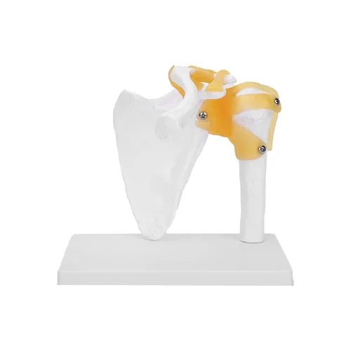 Life-Size Shoulder Joint