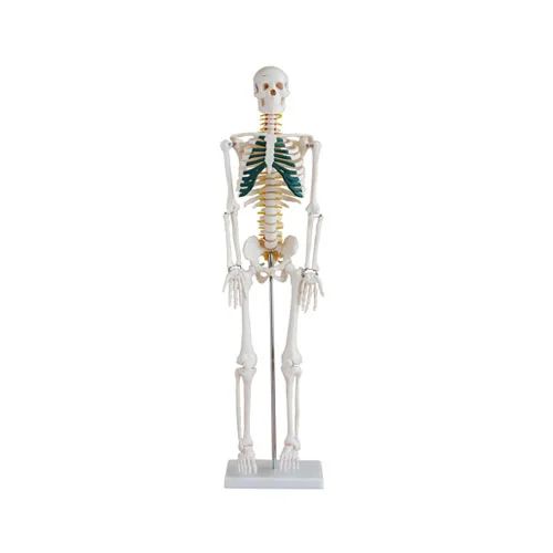 Skeleton With Spinal Nerves - 85Cm