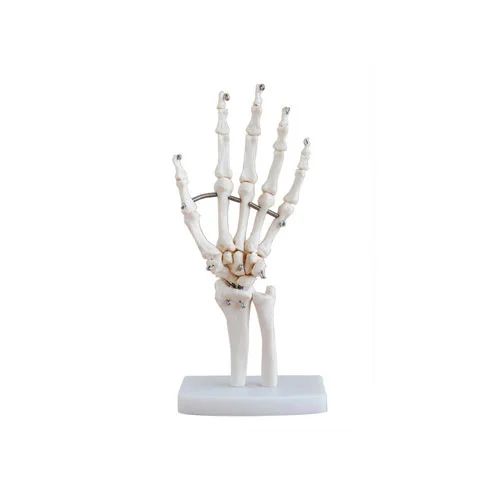 Life-Size Hand Joint