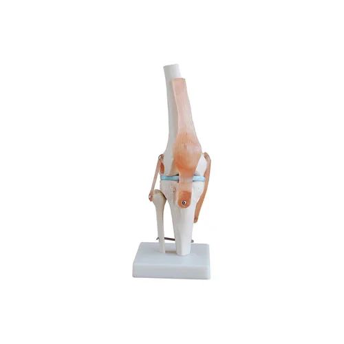 Life-Size Knee Joint