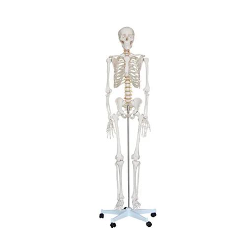 Life-Size Skeleton 180CM Tall