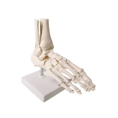 Life-Size Foot Joint